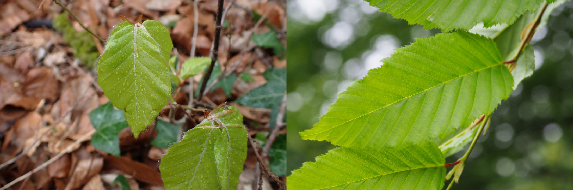 Comparaison feuilles de hêtre et de charme